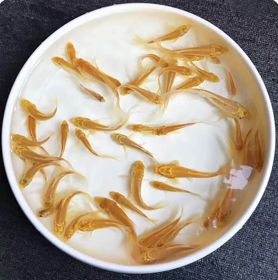 黄金锦鲤鱼活体招财鱼淡水冷水观赏鱼好养耐活大小鱼苗批发