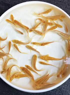 黄金活鱼招财风水鱼冷水好养耐活