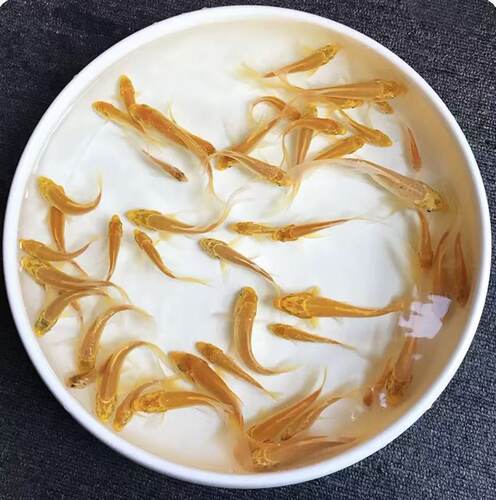 黄金活鱼招财风水鱼冷水好养耐活