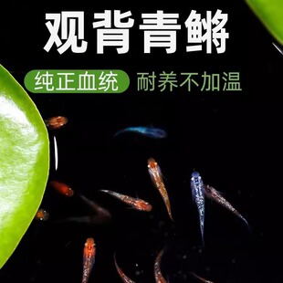 观背青锵观赏鱼冷水鱼小型不打氧水草缸好养耐活杨贵妃银干支青锵