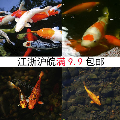 纯种锦鲤活体淡水三色观赏鱼