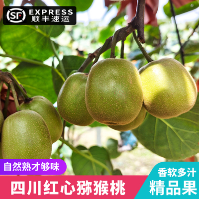 顺丰速运高山老树红心猕猴桃