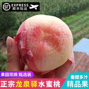 新鲜现摘成都龙泉驿水蜜桃当应当季孕妇水果香甜脆多汁软桃子顺丰
