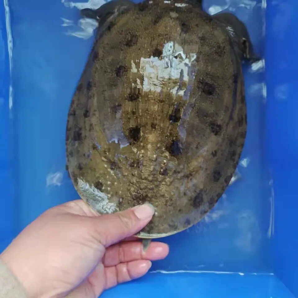 3-5斤外塘圆边乌花背送礼小淡水正宗 活鲜甲鱼童子鳖卤味