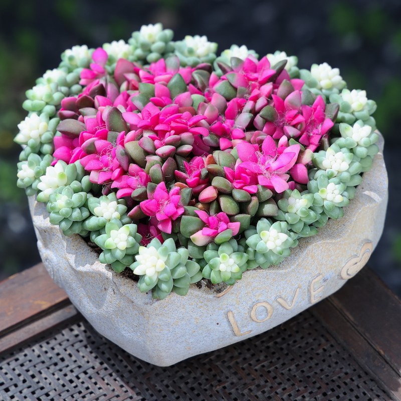 多肉植物组合盆栽云南精选肉肉拼盘教师节创意礼品爱心绿植花卉
