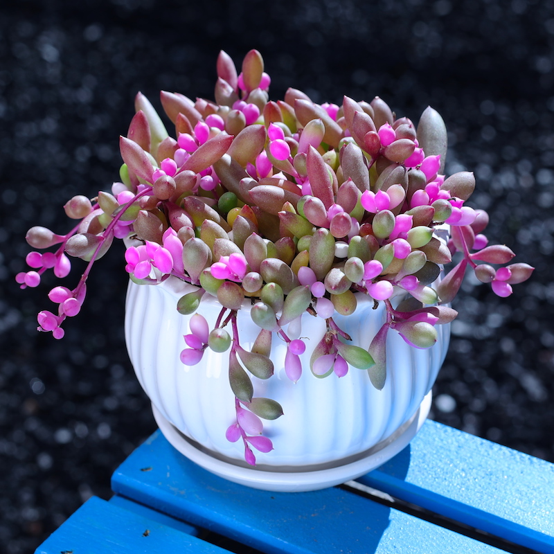 如美家紫玄月多肉趣味美观
