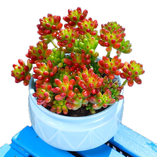 云南多肉植物虹之玉群生多头阳台办公室内绿植花卉肉肉植物盆栽
