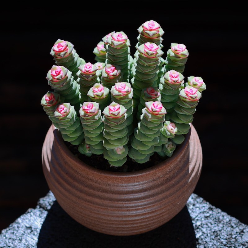 云南直发多肉植物粉色钱串盆栽新手套餐办公室内绿植花卉多肉肉