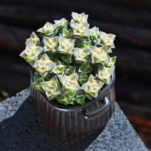 十字星锦多肉植物多少钱 十字星锦多肉植物价格 小麦优选