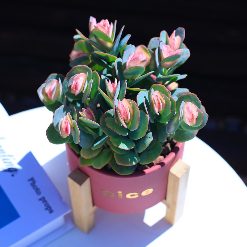 贝壳锦多肉植物粉色白姬之舞花卉盆栽含花盆带土栽好成品桌面组合