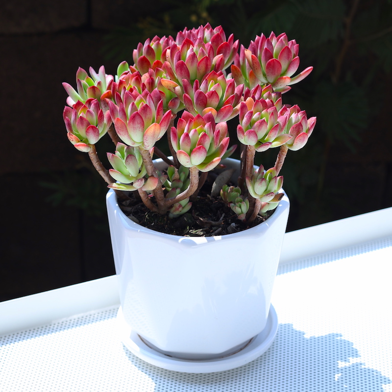 红稚莲老桩多肉植物盆栽云南直发