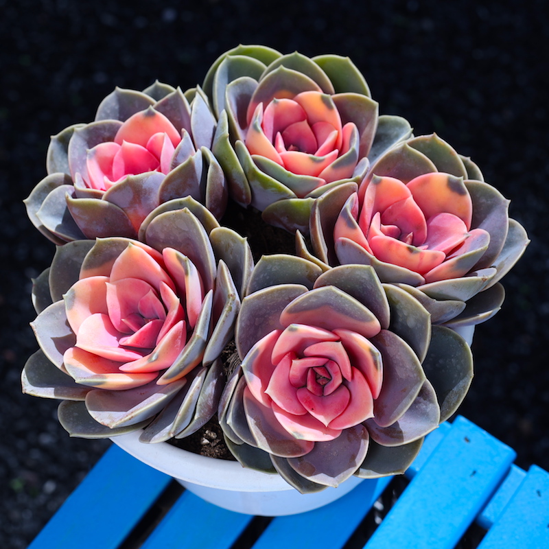 红心莲大颗多头多肉植物好养组合盆栽肉肉花老桩稀有品种云南种植