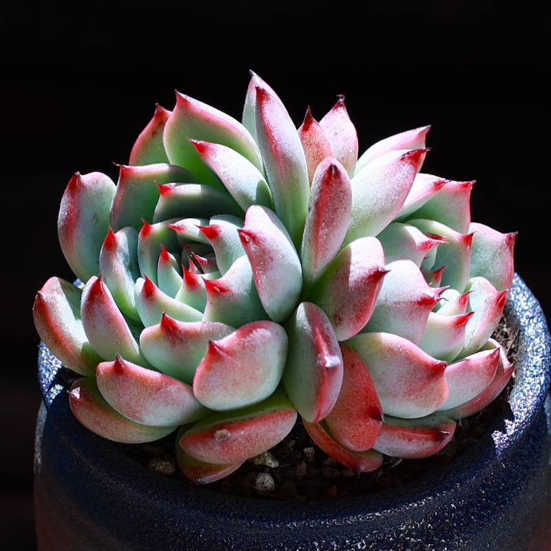 云南直发多肉植物盆栽吉娃娃双头新款室内绿植花卉肉肉植物套餐