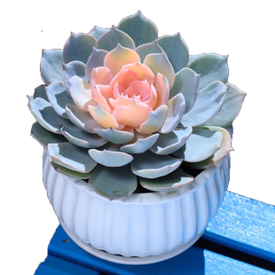 粉色蓝石莲多肉植物盆栽云南直发花卉室内肉肉植物阳台绿植组合