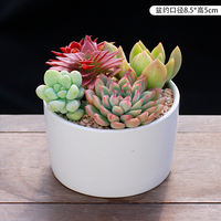 New succulent plant combination potted plant, succulent green plant package with potting soil, indoor flowers, office air purification thumbnail 3