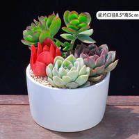 New succulent plant combination potted plant, succulent green plant package with potting soil, indoor flowers, office air purification thumbnail 4