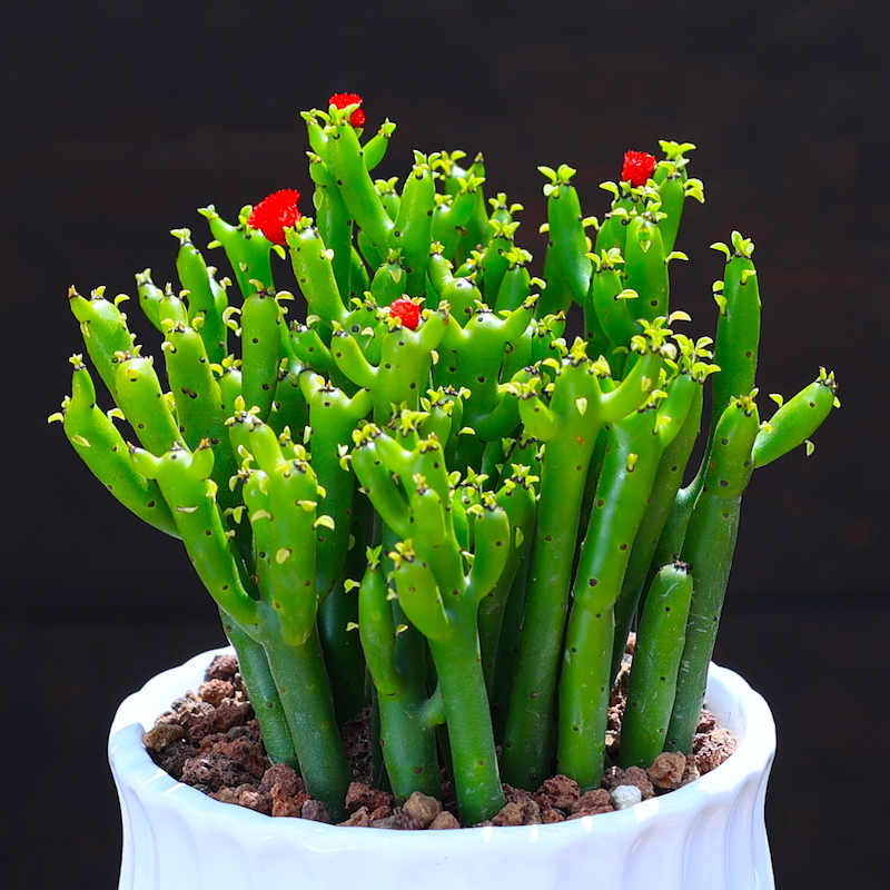 绿植彭珊瑚甲醛室内净化空气植物