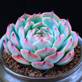 多肉植物盆栽吉娃娃大颗肉肉植物云南直发净化空气室内绿植花卉