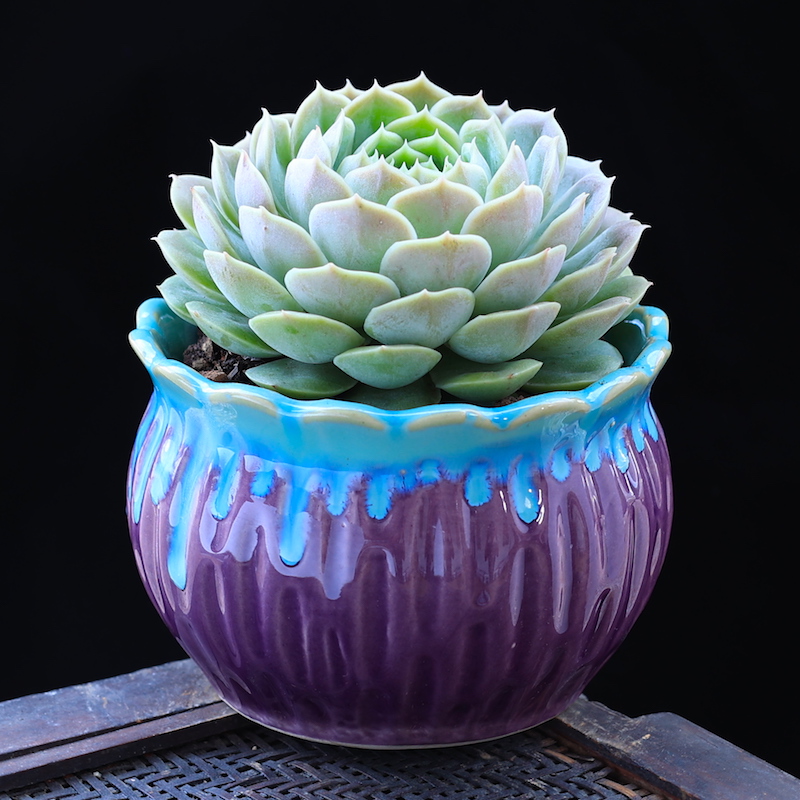 多肉植物昂斯诺室内盆栽新手肉肉