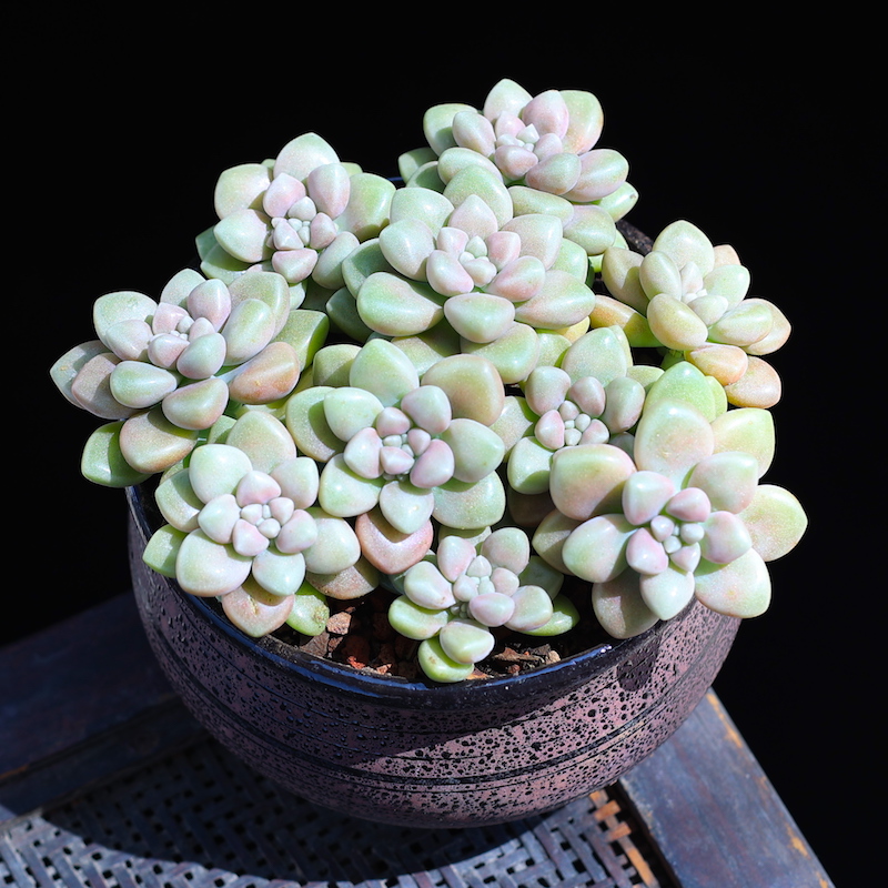 绿植多肉植物姬秋丽丸艾伦粉嫩