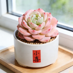 香草比斯盆栽云南精选多肉植物大颗好养室内阳台绿植花卉稀有品种