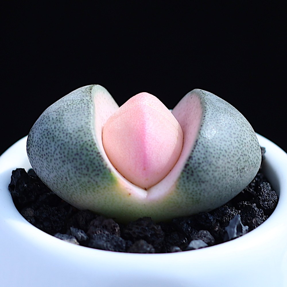 彩色帝玉多肉植物盆栽大颗生石花屁屁肉肉植物带盆室内绿植花卉