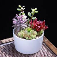 New succulent plant combination potted plant, succulent green plant package with potting soil, indoor flowers, office air purification thumbnail 5