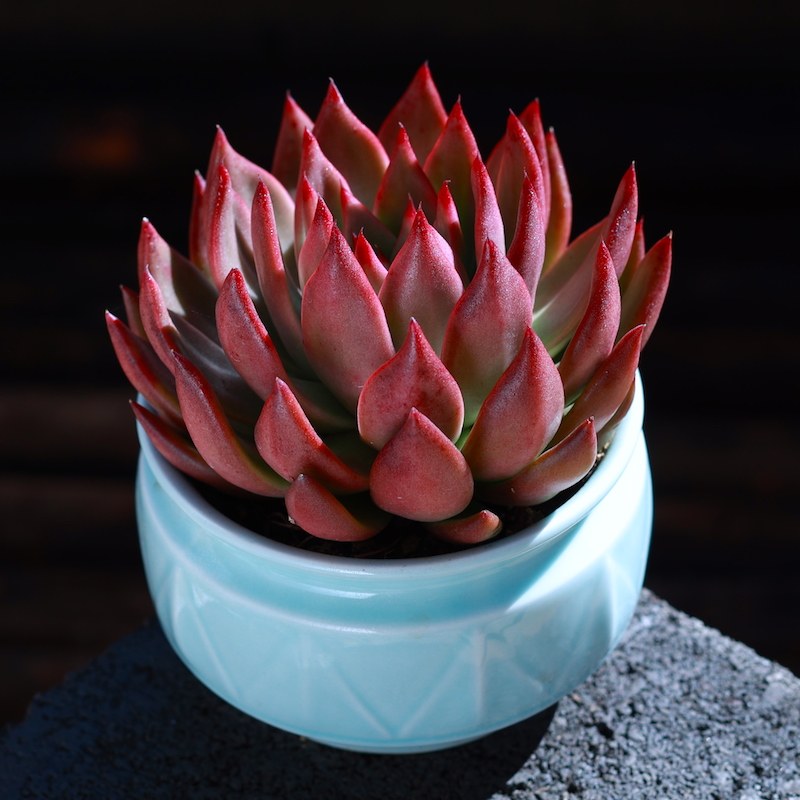 弗兰克 多肉植物盆栽新手室内绿植花卉云南直发状态肉肉植物套餐