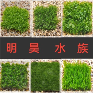 包邮 鱼缸活体水草迷你莫斯火焰三角松茸美凤珊瑚垂泪网片定植满件