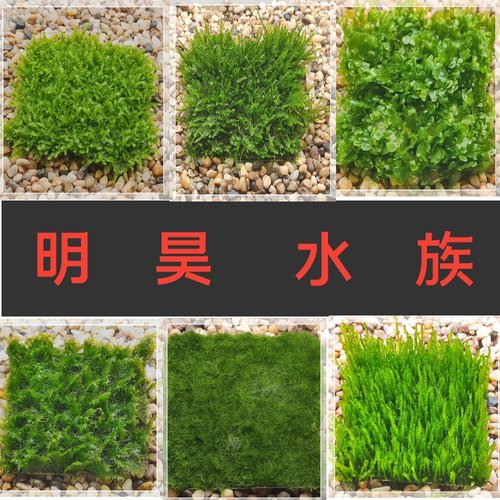 鱼缸造景莫斯水草火焰三角松茸