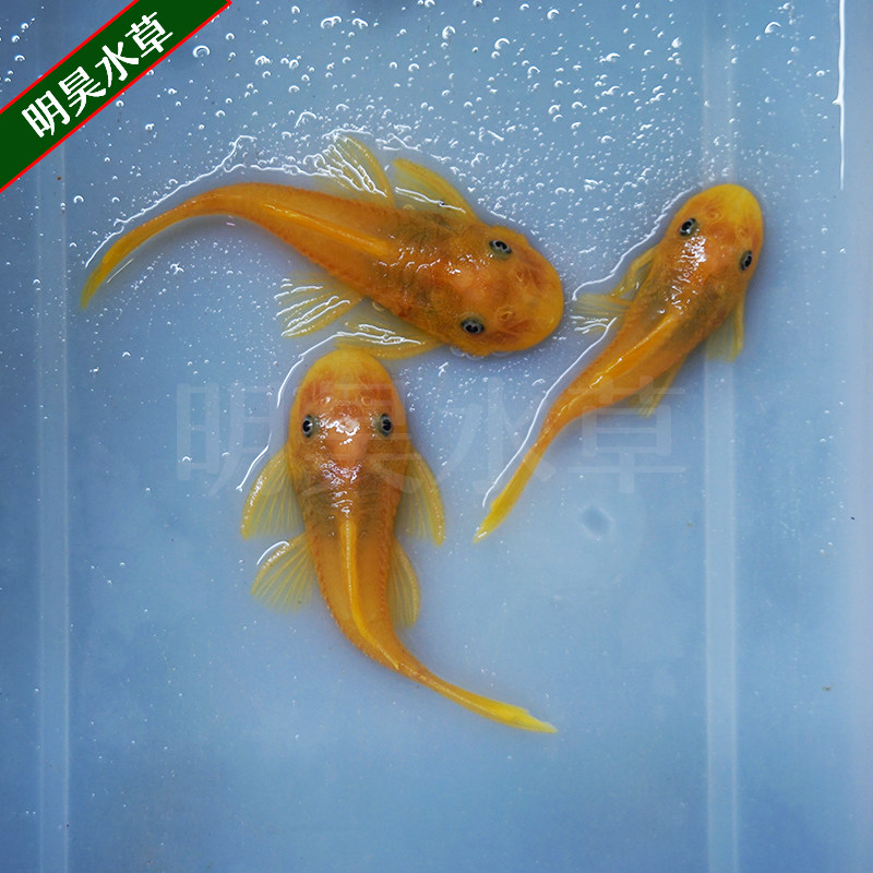 黄金胡子鱼大帆鱼热带观赏鱼小型清道夫擦缸除藻工具鱼淡水宠物鱼