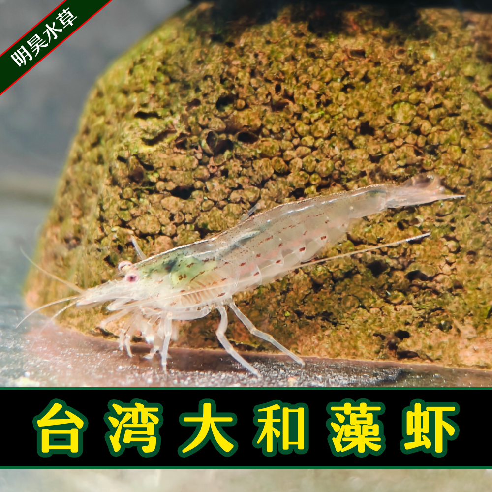台湾大河藻虾除丝藻除黑毛大河藻虾工具虾除藻能力极强观赏虾