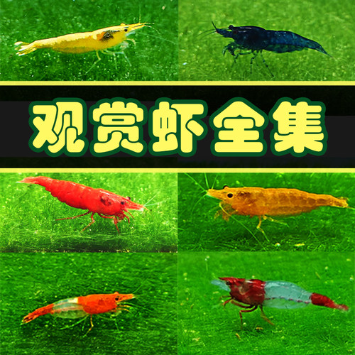 观赏虾水晶极火包路损黑壳虾