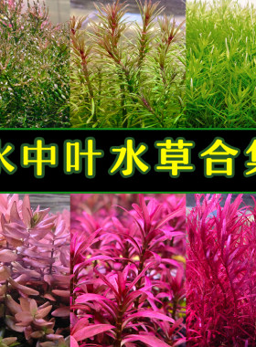 鱼缸新款有茎类水草景荷兰
