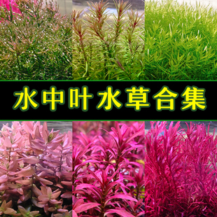 鱼缸新款有茎类水草中景后景荷兰景紫丁香夕烧红蝴蝶红宫廷红玫瑰