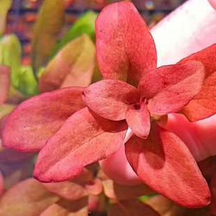 红宝石极乐鸟水草阴性植物淡水鱼缸造景水下叶荷兰前中景红色椒草