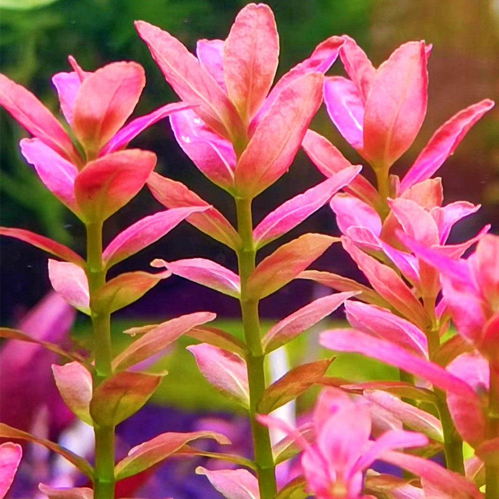 水草缸鱼缸装饰水族造景南美小圆叶中后景草 淡水活体植物 水中叶