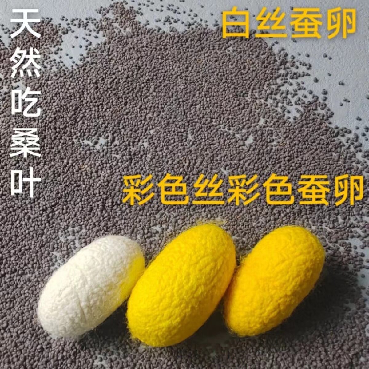 天然彩色蚕茧子蚕宝宝蚕卵吃桑叶蚕宝宝