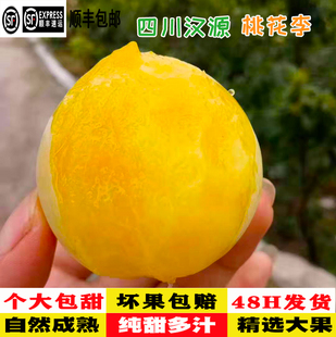 四川汉源蜂蜜桃花李黄金冰糖李子新鲜水果纯甜玉皇李5斤顺丰包邮