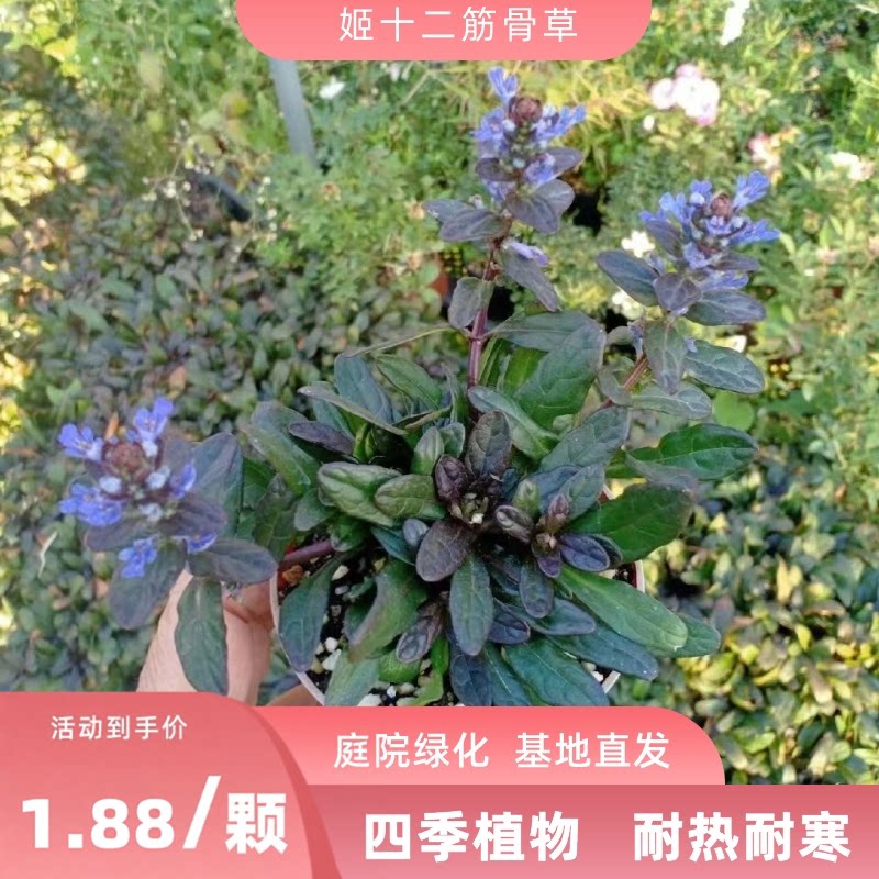 姬十二筋骨草霓虹灯耐寒植物庭院