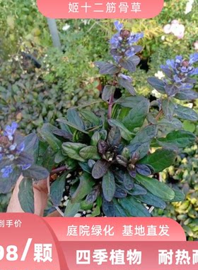 姬十二筋骨草霓虹灯耐寒植物庭院