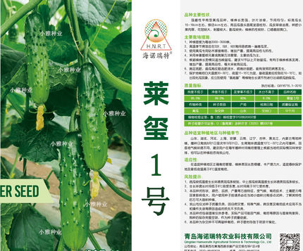 莱玺1号 强雌旱黄瓜 刺瘤较大  颜色翠绿  高抗高产