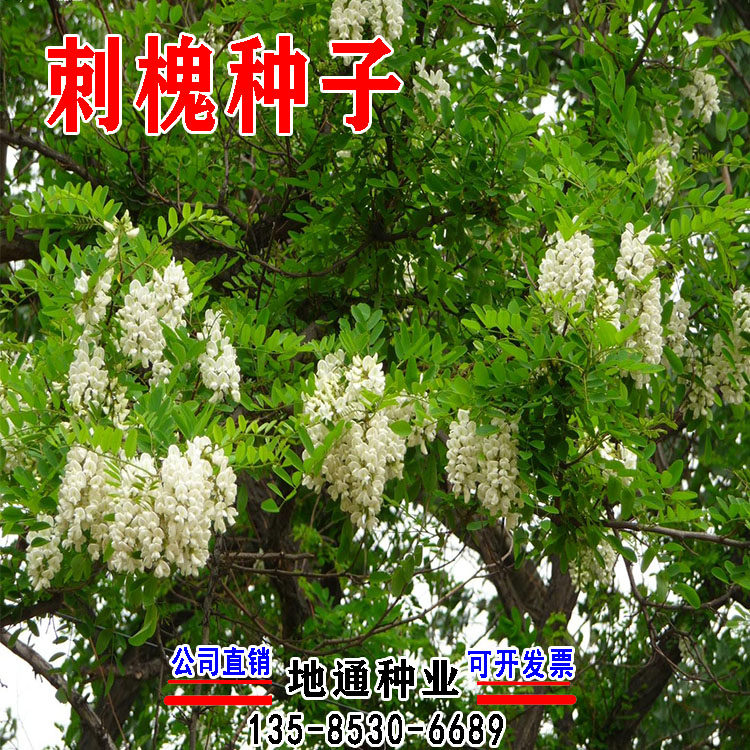 刺槐树种籽养蜂蜜源洋槐树种白花紫穗槐林木灌木种子护坡固土草籽