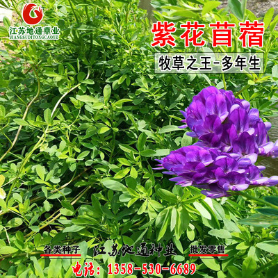 紫花苜蓿草种籽四季多年生牧草