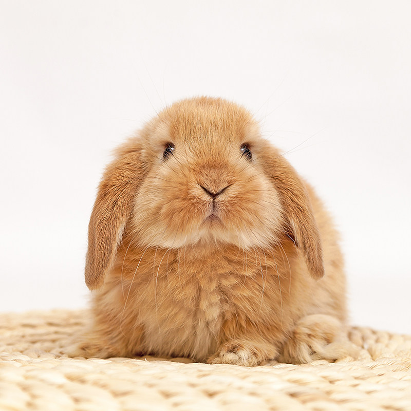 兔子活体活物垂耳兔子迷你侏儒凤眼小型茶杯兔长不大的儿童宠物