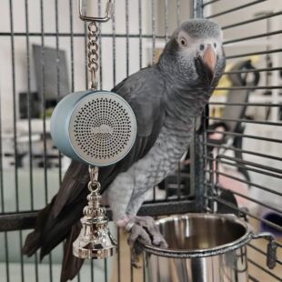 Parrot Toys to Teaching Training Bird Talking Coach Interact