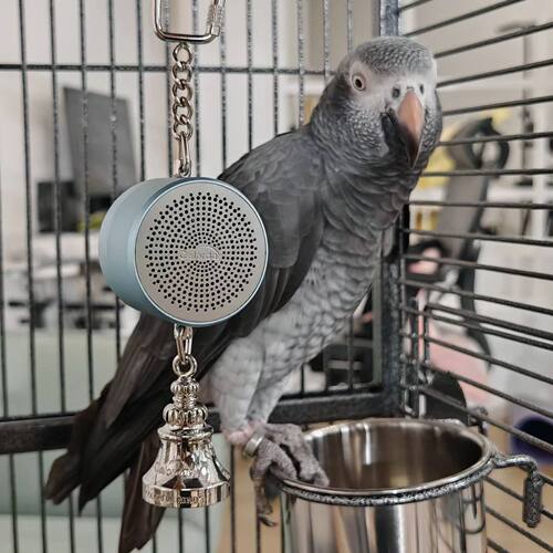 Parrot Toys to Teaching Training Bird Talking Coach Interact