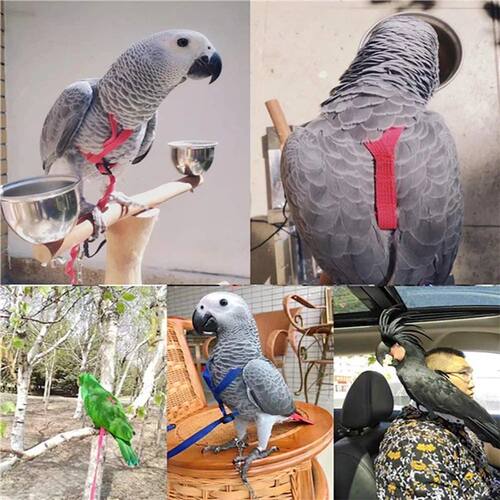 Training Flying Traction Rope Anti-Bite Training Rope Bird L