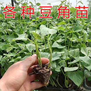 四季豆苗秧苗长豆角苗芸豆扁豆白不老眉豆无架蔬菜苗幼苗豇豆苗子