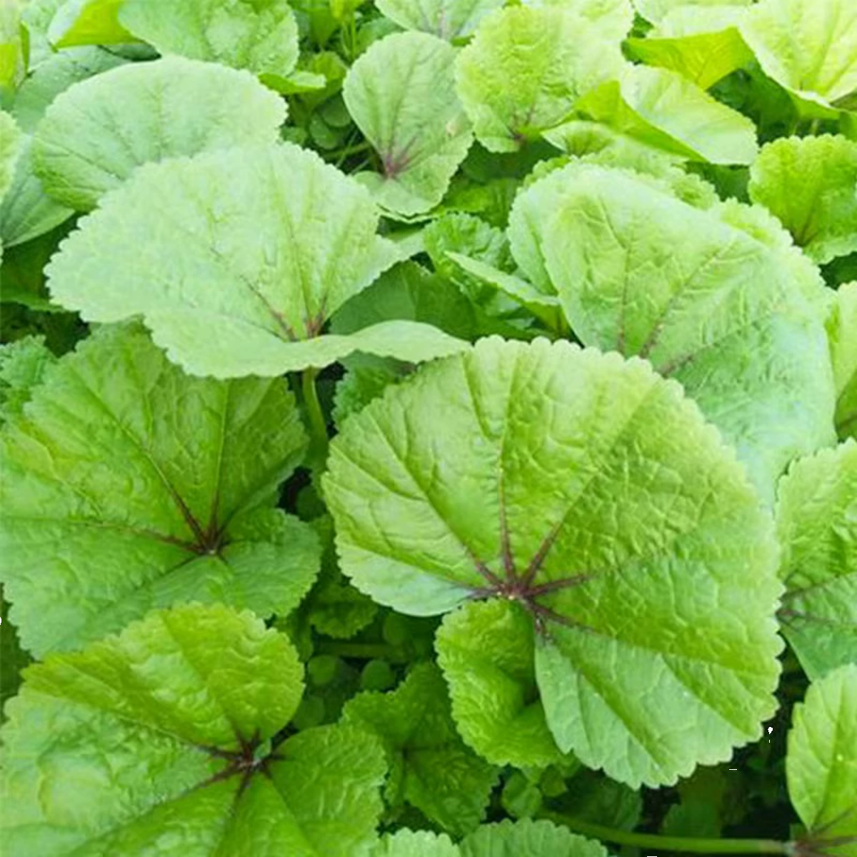 冬寒菜苗秧苗蔬菜苗冬苋菜